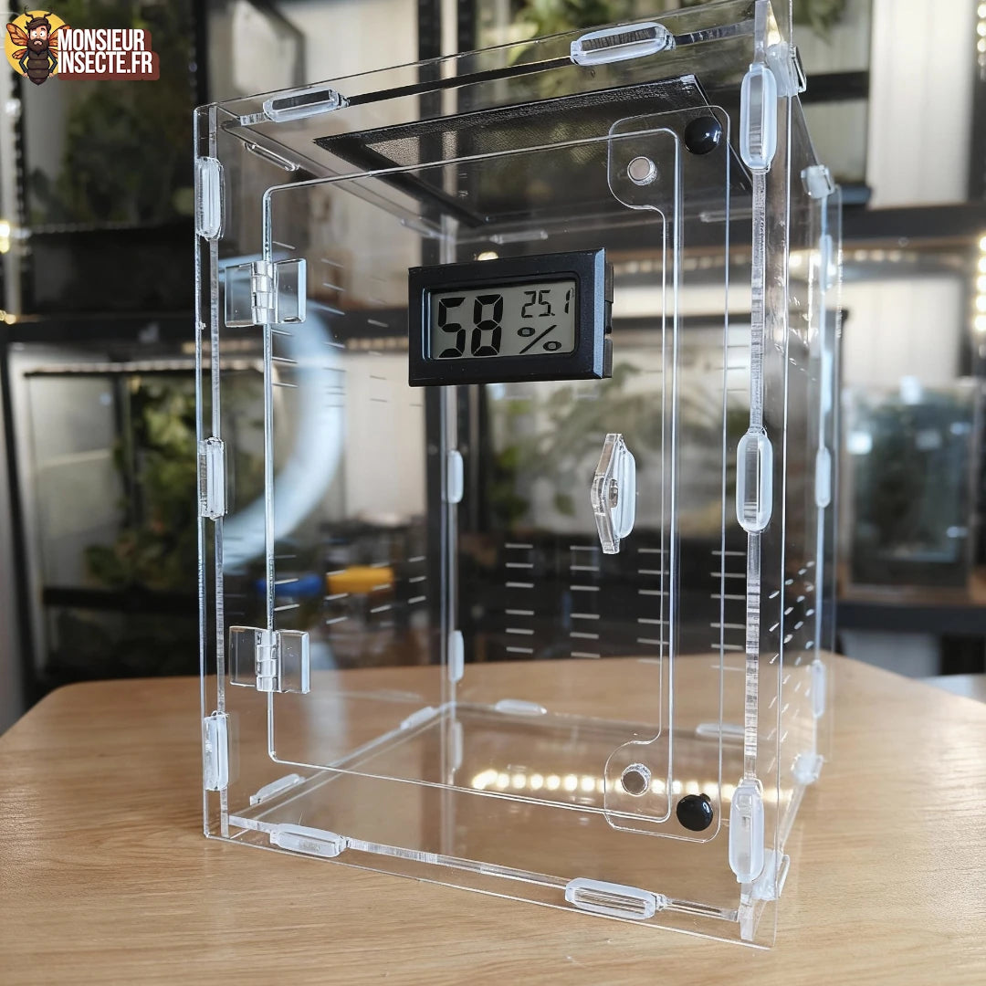 terrarium_phidippus_regius_1A