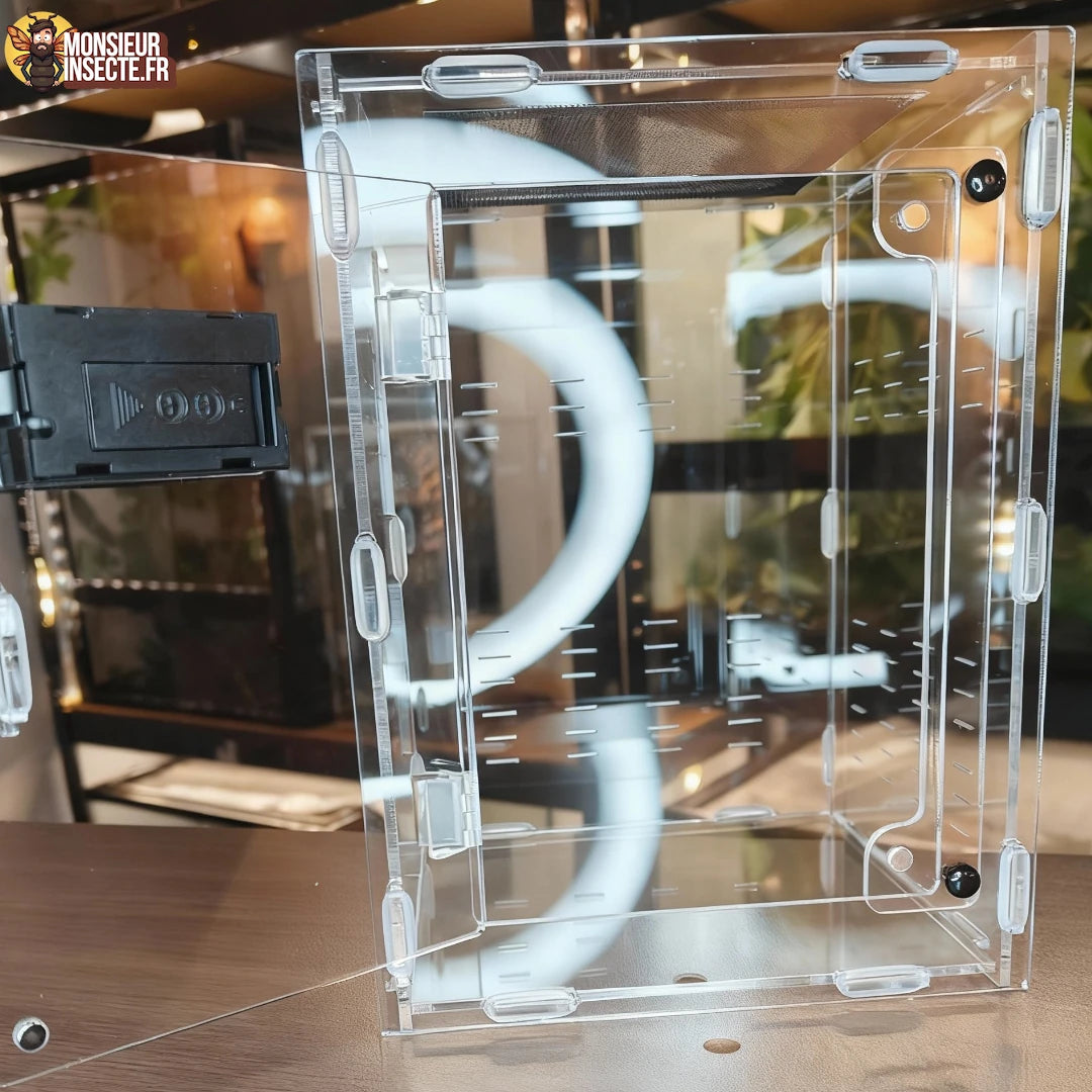 terrarium_phidippus_regius_2A