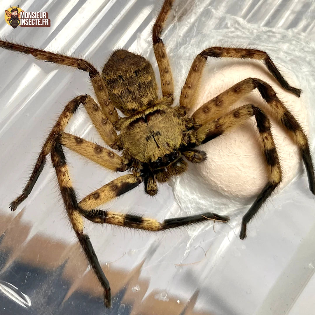 vente araignee barylestis scutatus