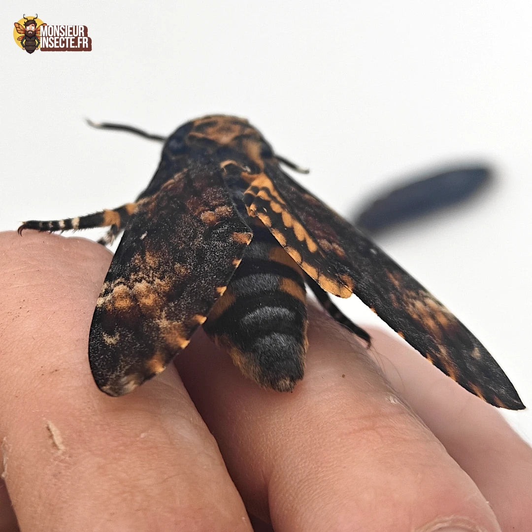 vente papillon_sphinx_tete_de_mort