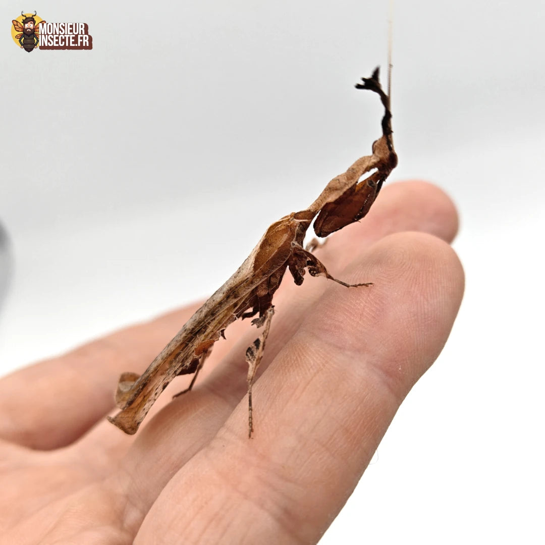 vente phillocrania paradoxa mante fantome 3