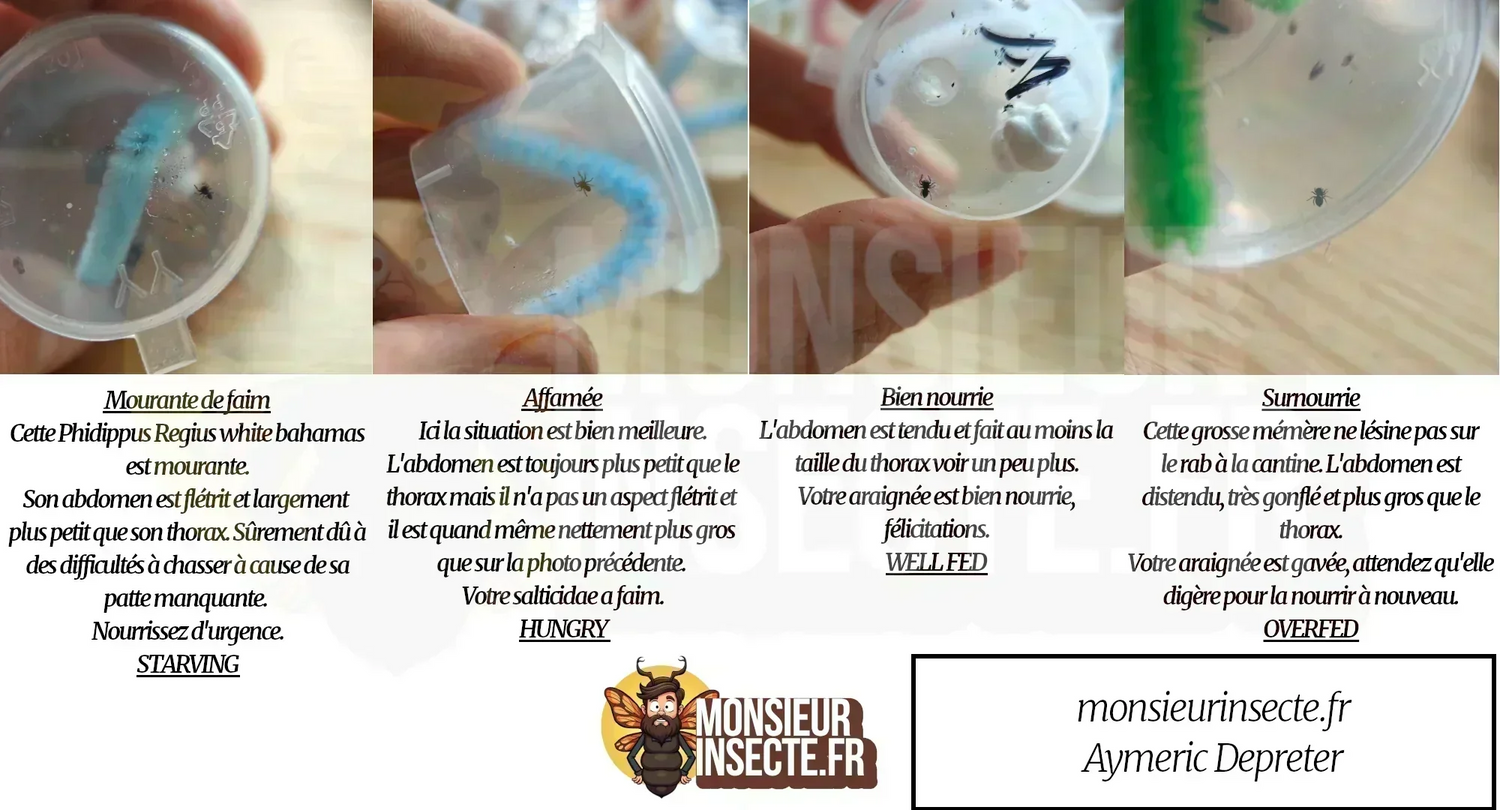 Comment nourrir une jeune Phidippus Regius | Araignée sauteuse