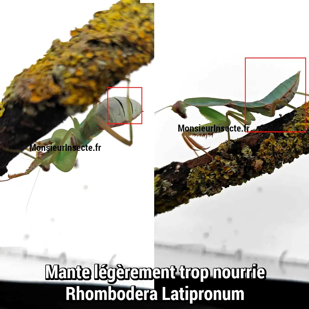 Quand nourrir sa mante religieuse (avec photos)