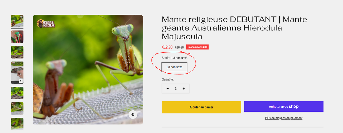 Elevage Insect Guide et Tutoriel élevage insecte