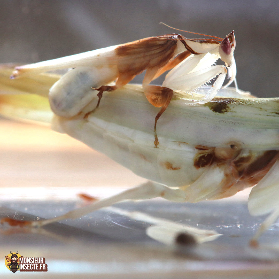 Mante Religieuse | Mante Orchidée - Hymenopus Coronatus