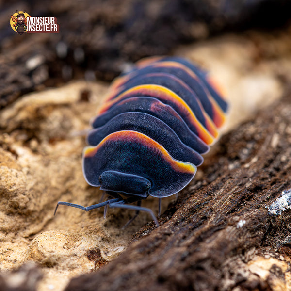 Cloporte Isopode | Ardentiella Merulanella sp. Ember bee
