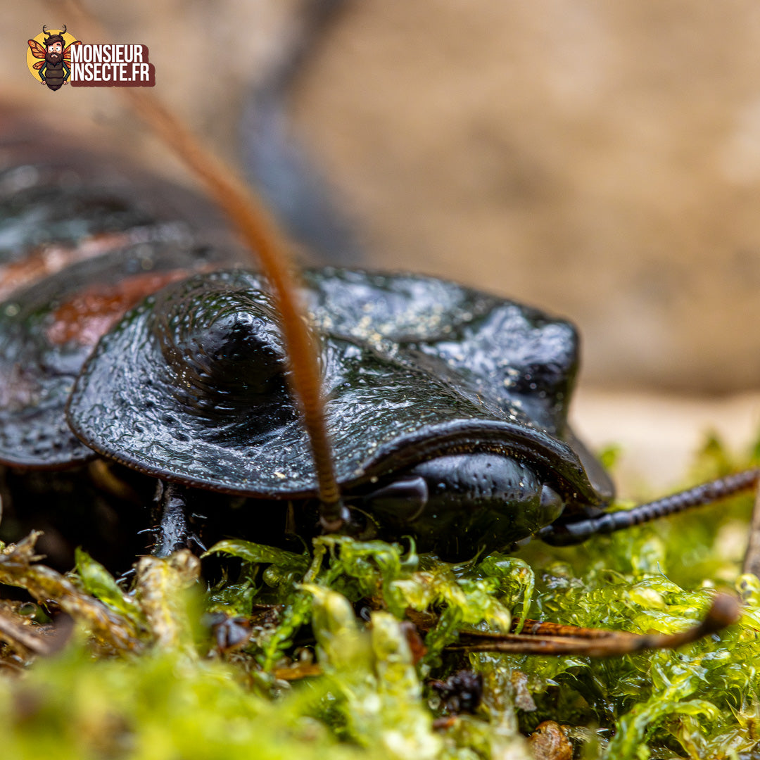 Blatte | Blatte souffleuse de Madagascar - Gromphadorhina portentosa
