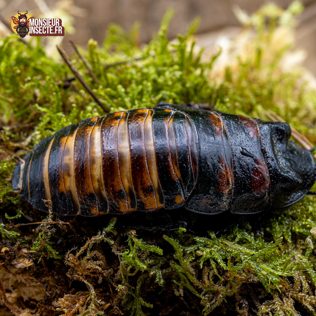 Blatte | Blatte souffleuse de Madagascar - Gromphadorhina portentosa