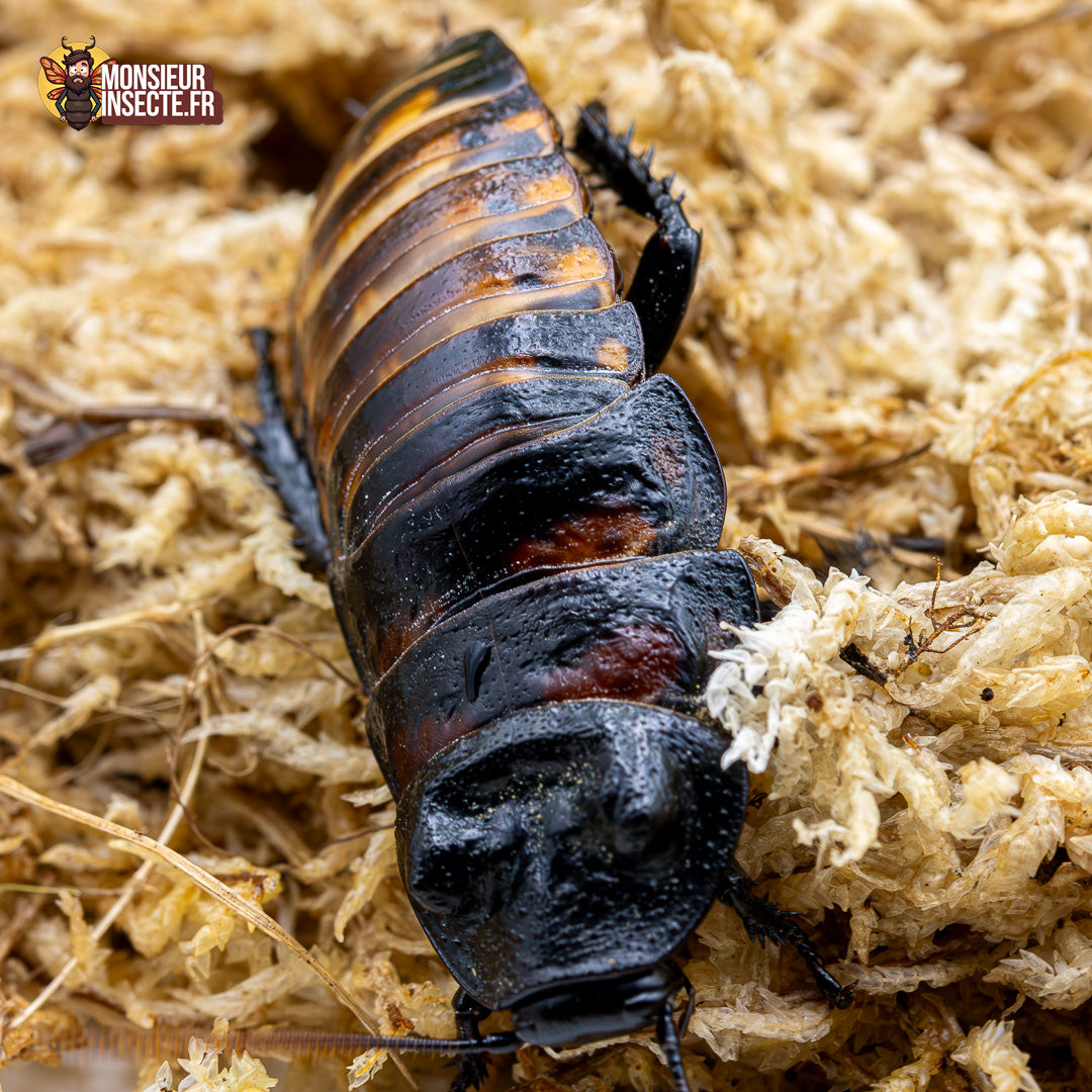 Blatte | Blatte souffleuse de Madagascar - Gromphadorhina portentosa