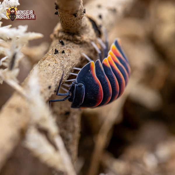 Cloporte Isopode | Ardentiella Merulanella sp. Ember bee