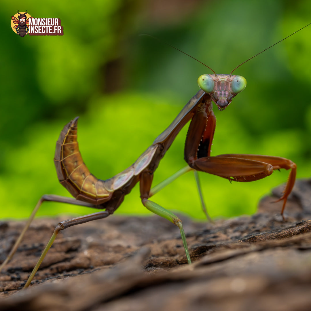 Achat Hierodula Majuscula