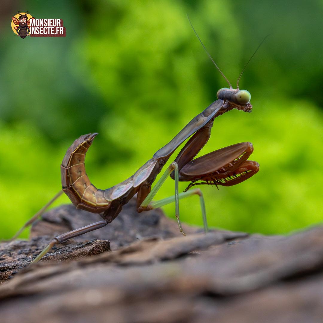 Achat Hierodula Majuscula