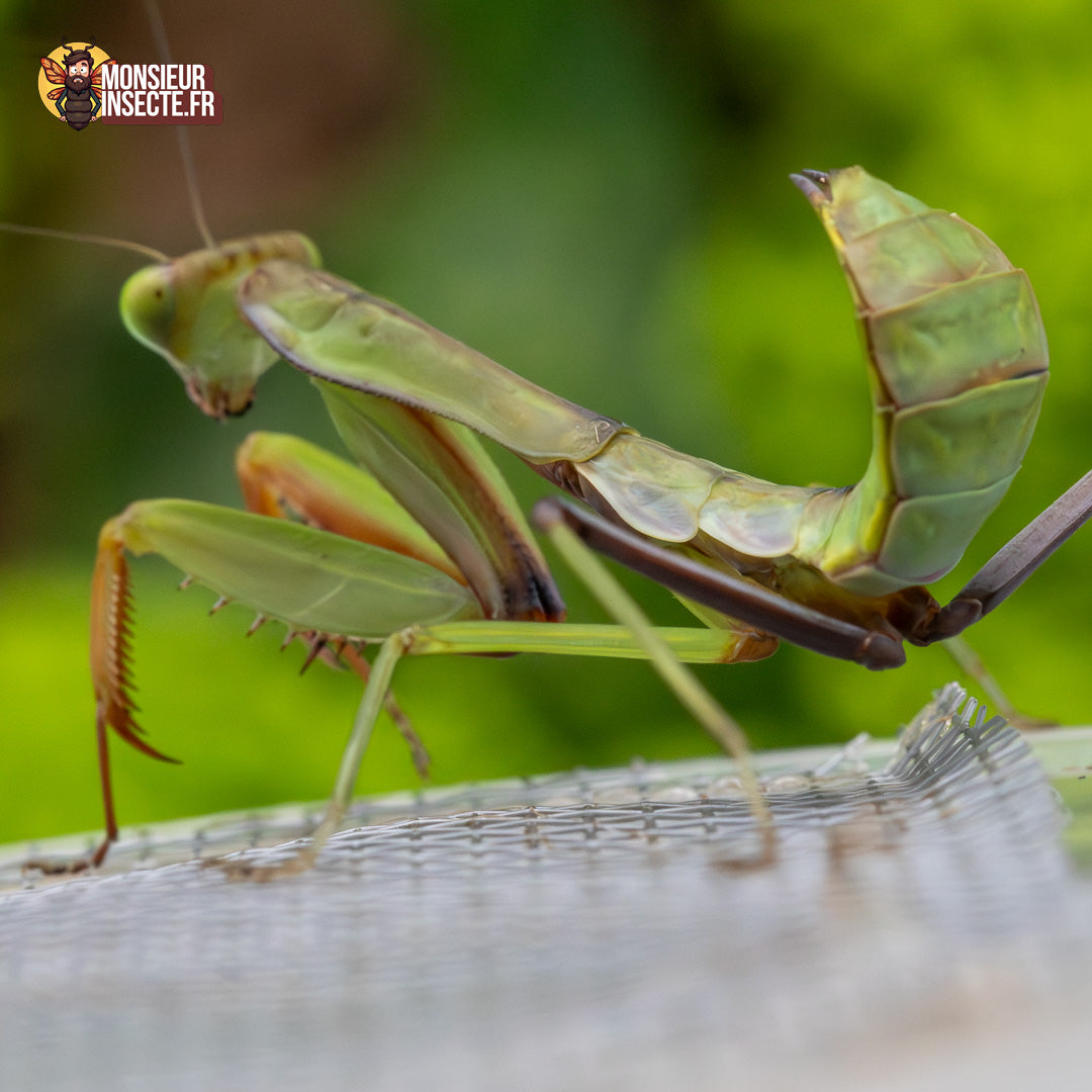 Achat Hierodula Majuscula 