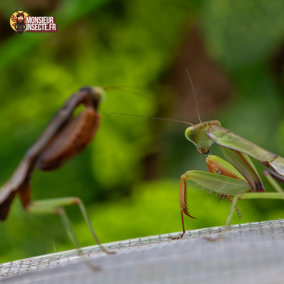 Achat Hierodula Majuscula