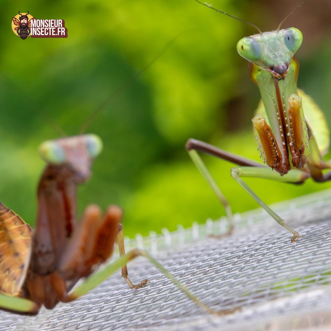 Achat Hierodula Majuscula