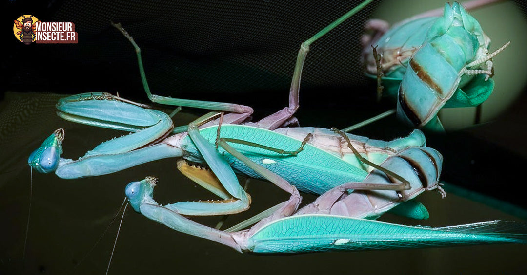 Achat Hierodula Sp Papua bleue 3