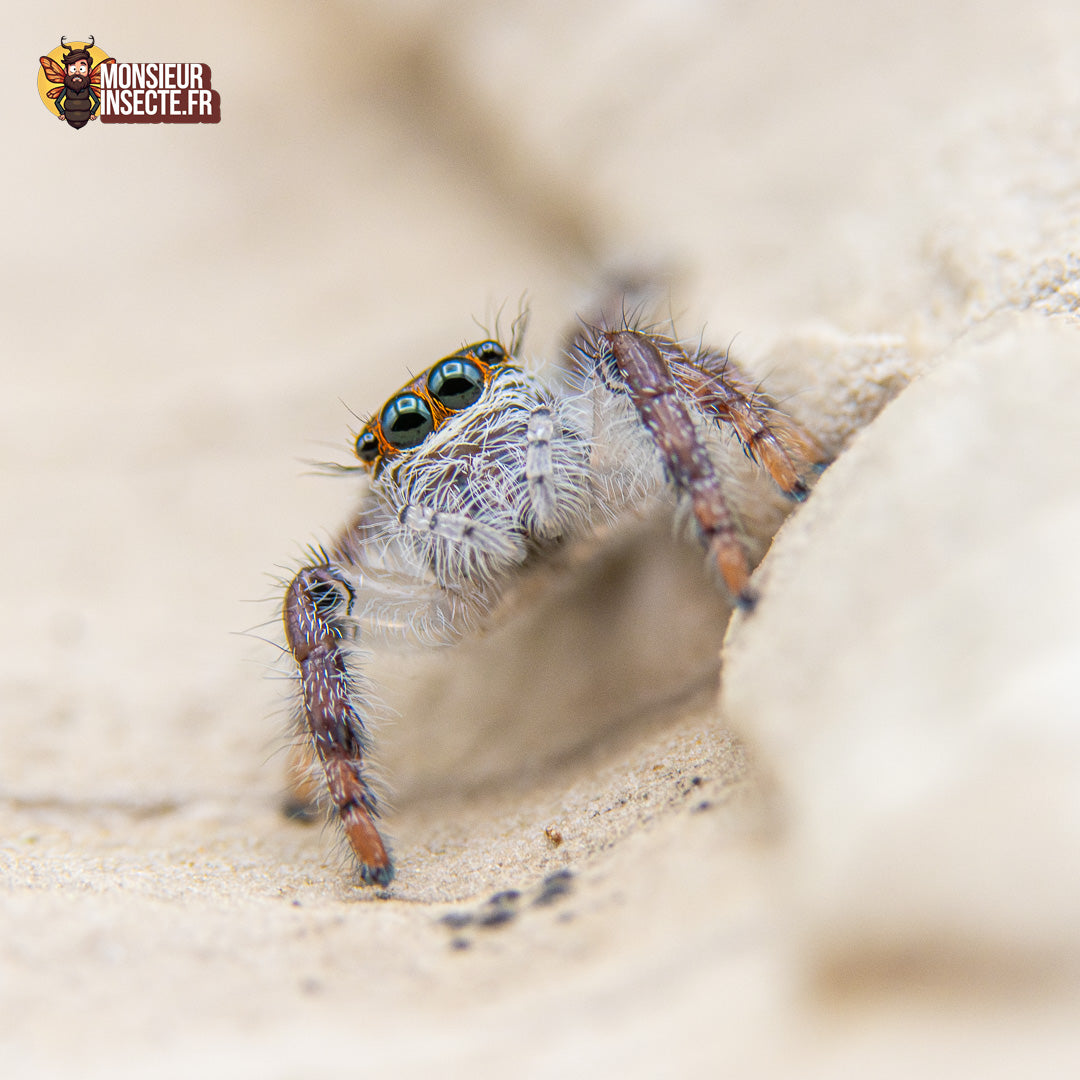 Achat Hyllus Diardi 3