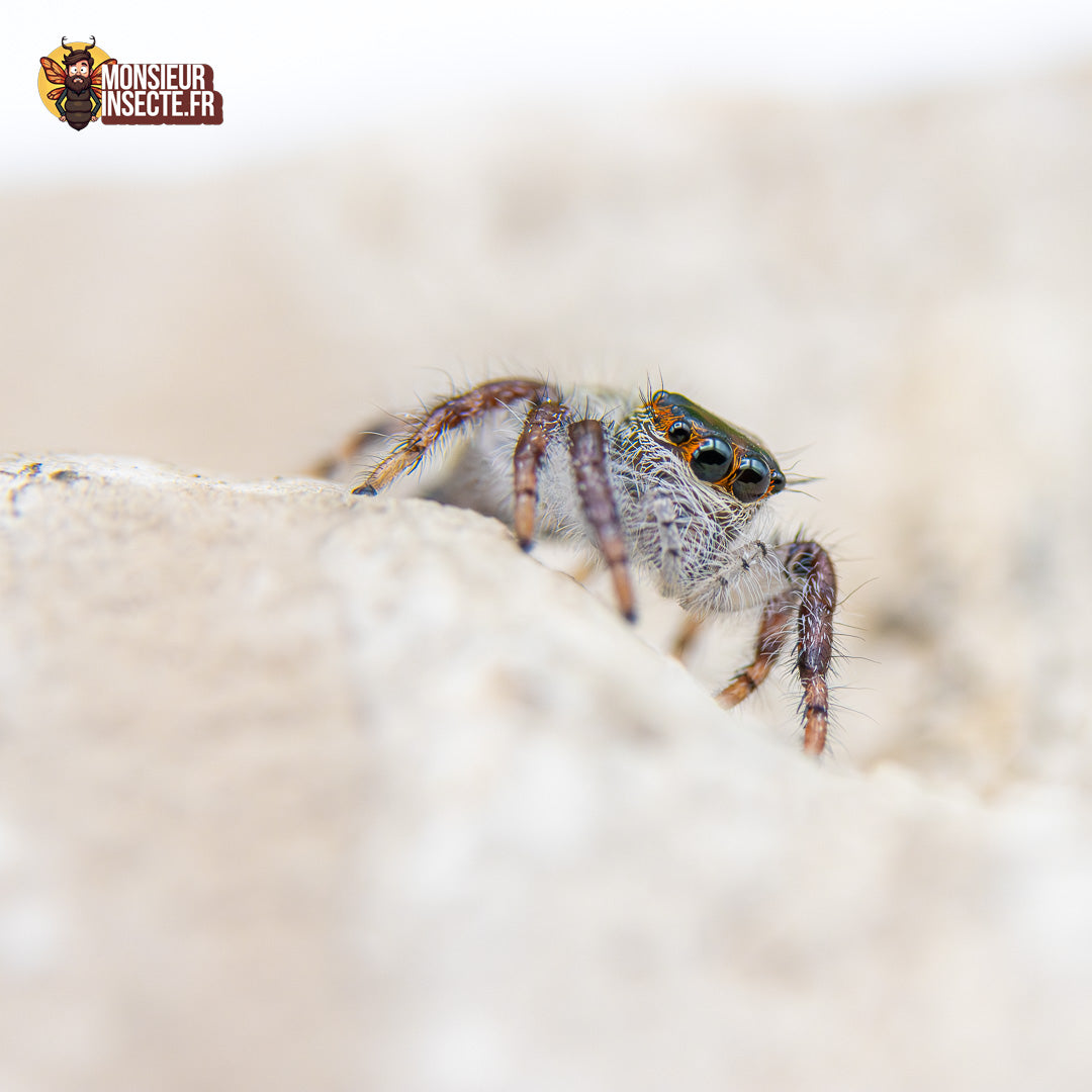 Achat Hyllus Diardi 4