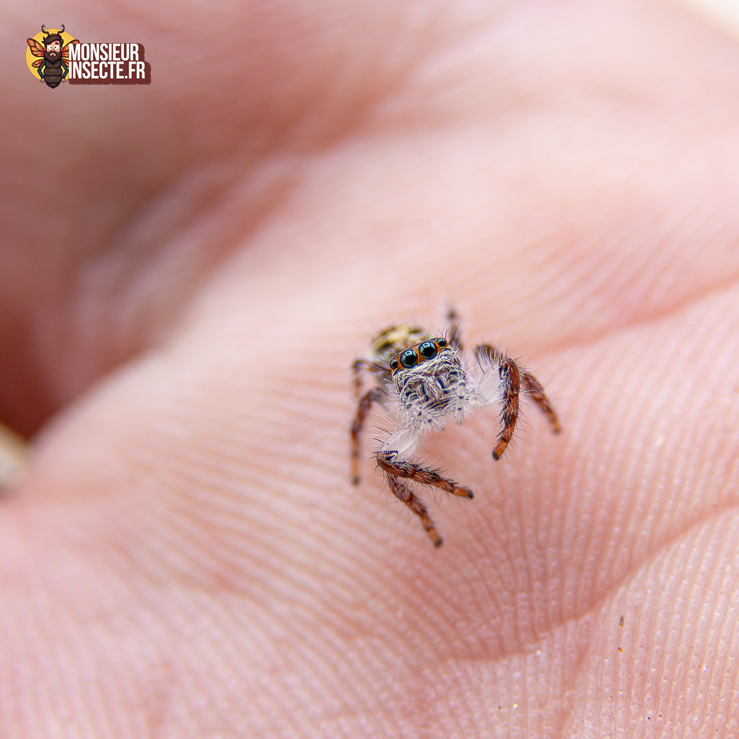 Achat Hyllus Diardi 9