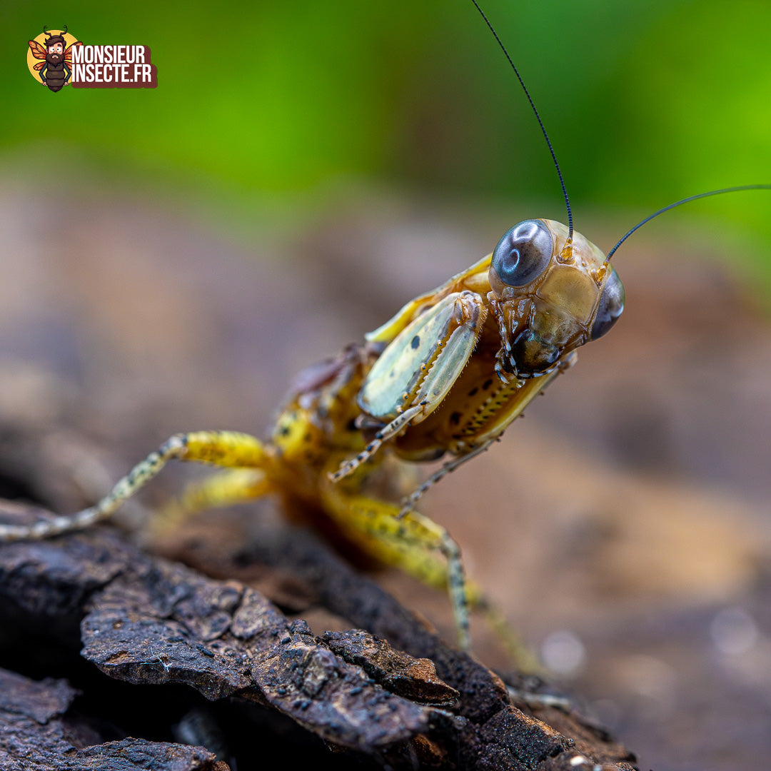 Achat Mante panthère 2