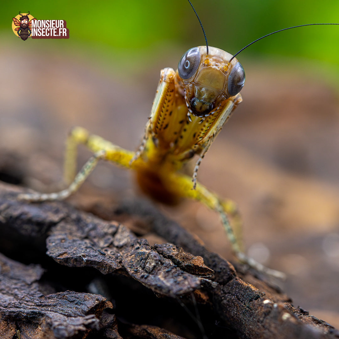 Achat Tarachodula Pantherina  2