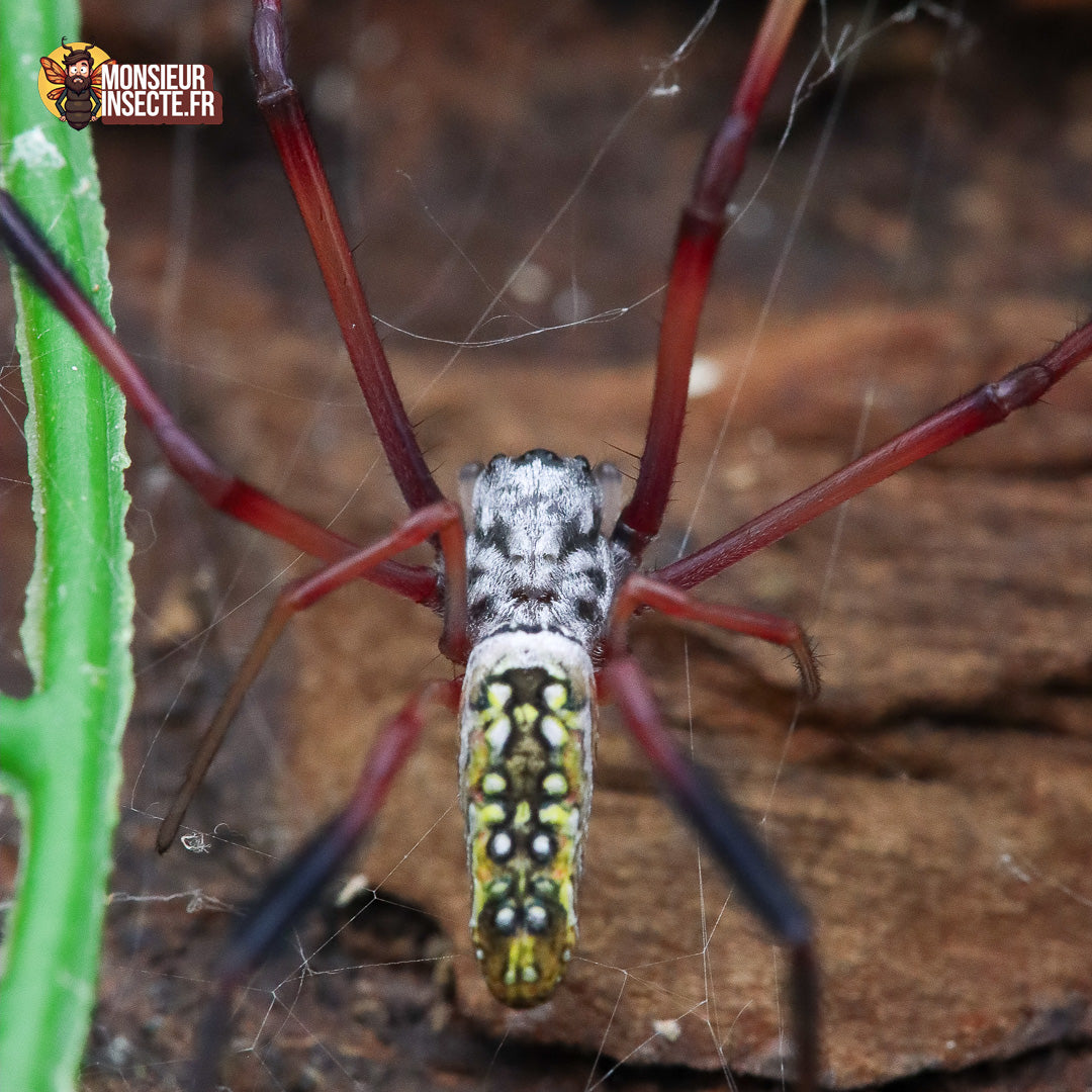 Achat_Trichonephila_inaurata_madagascariensis 4