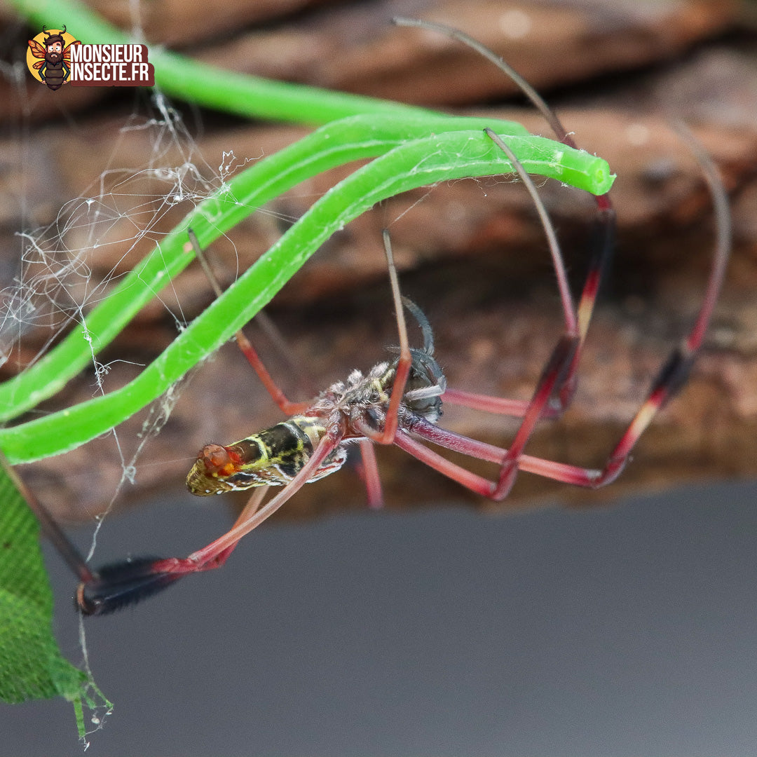 Achat_Trichonephila_inaurata_madagascariensis 1