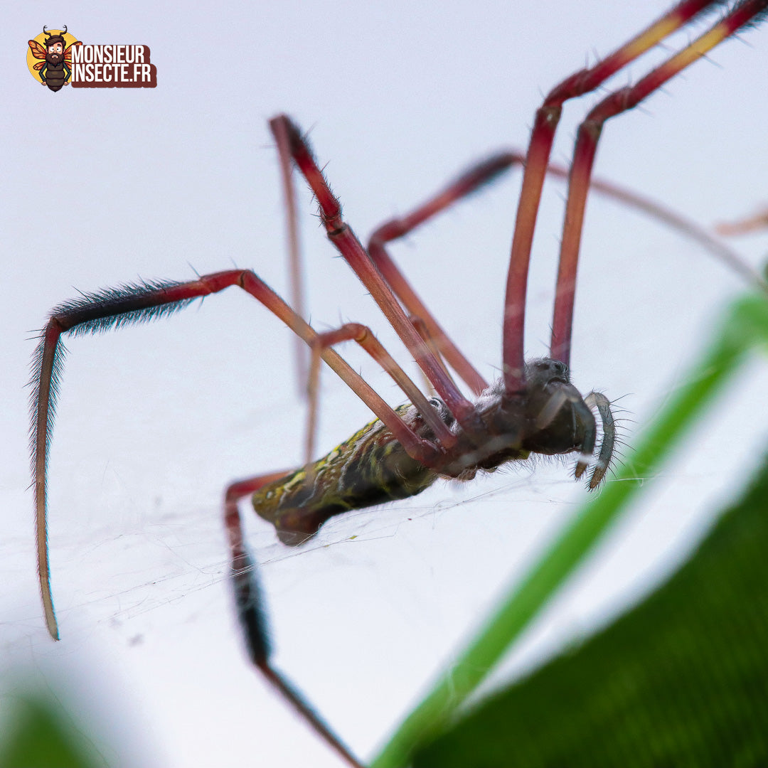 Achat_Trichonephila_inaurata_madagascariensis 3