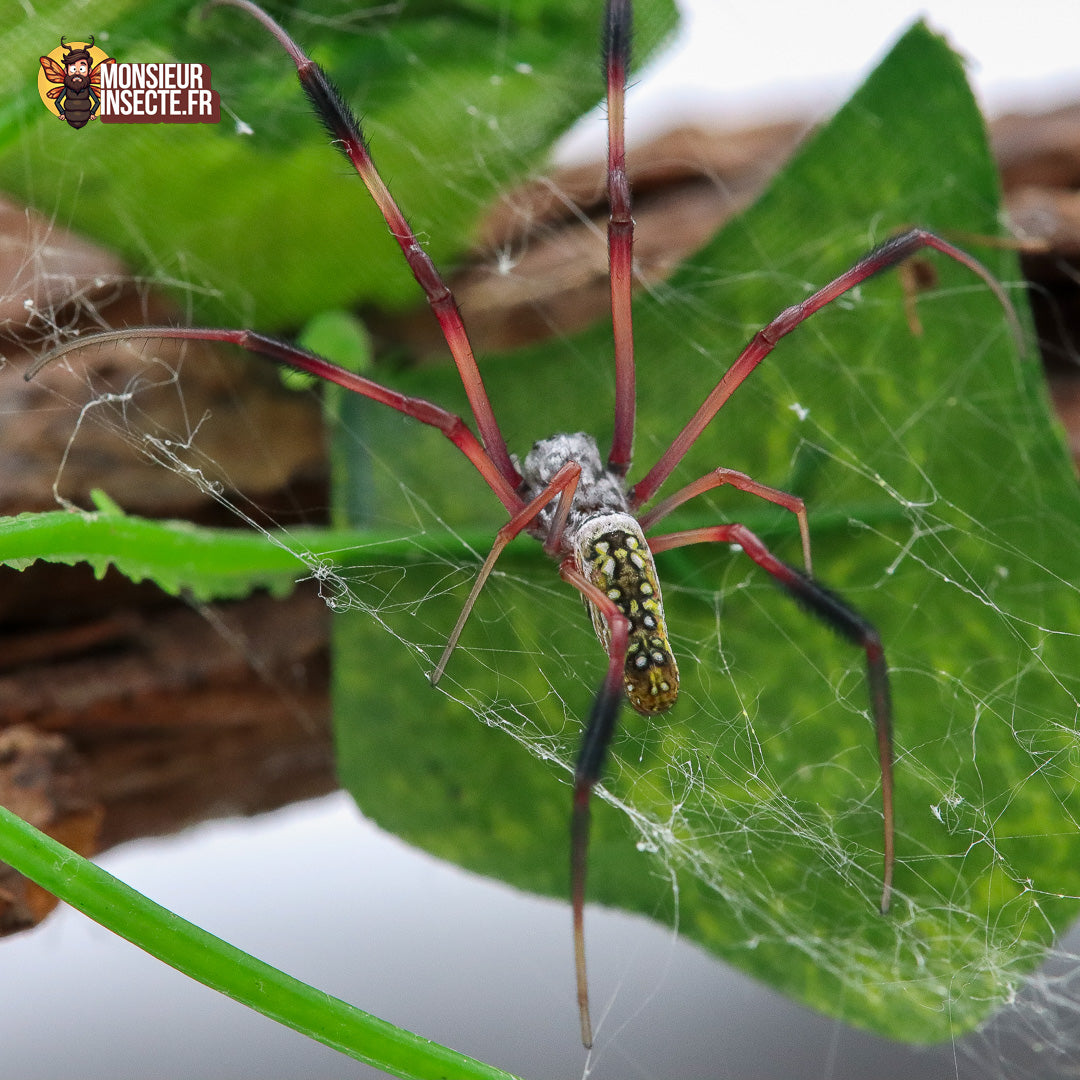 Achat_Trichonephila_inaurata_madagascariensis  5