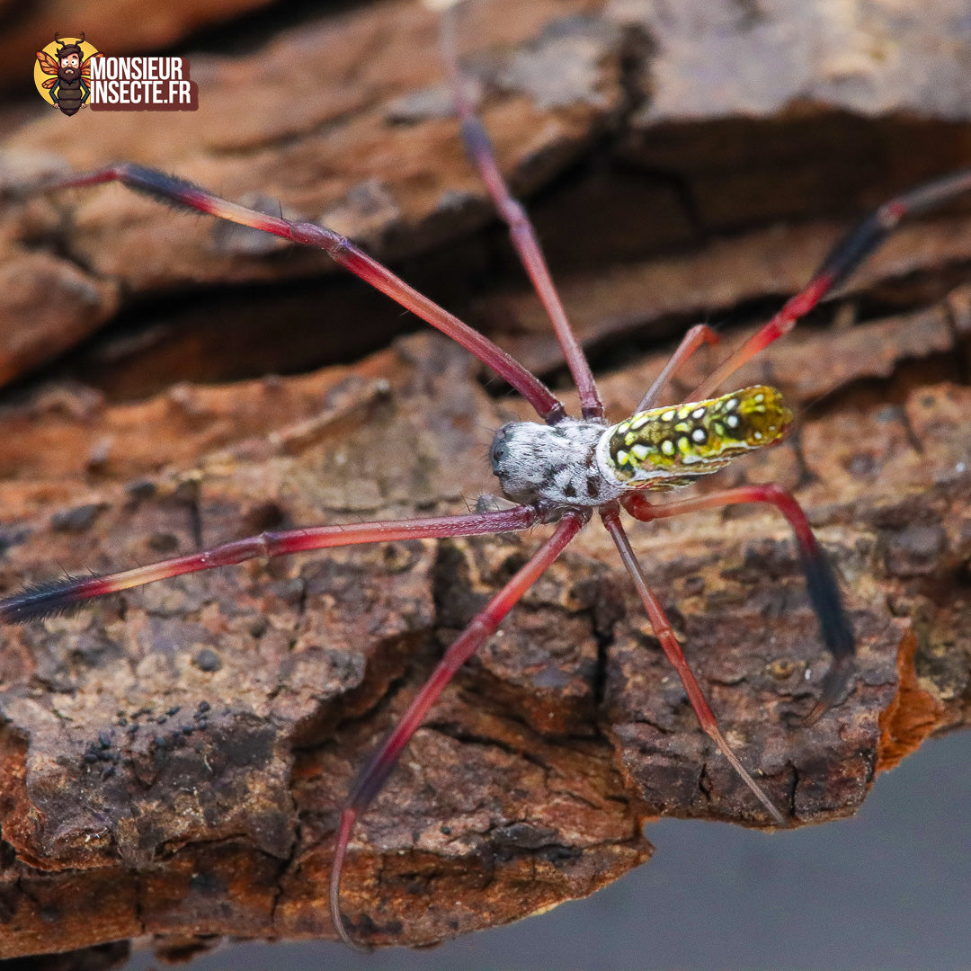 Achat_Trichonephila_inaurata_madagascariensis 6