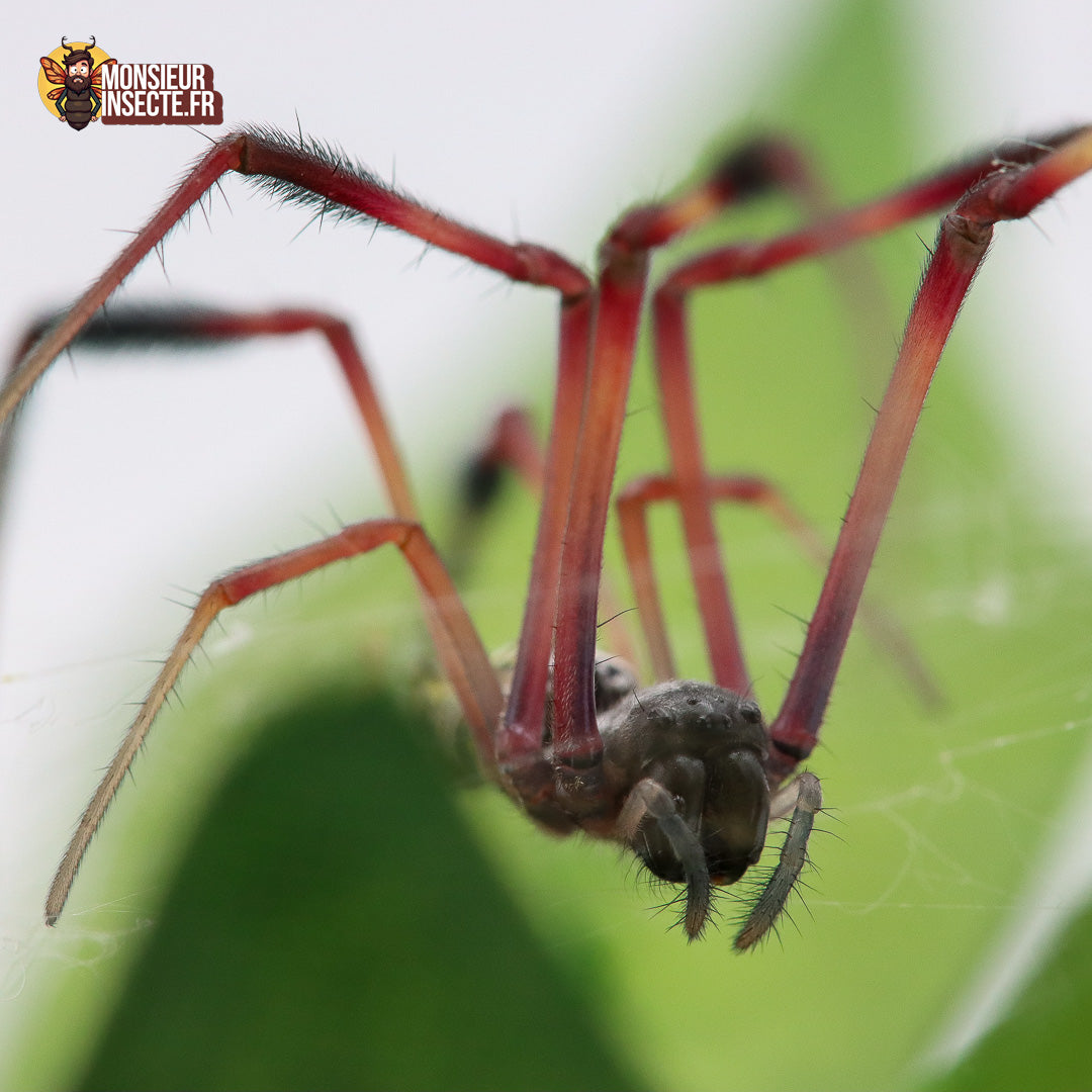 Achat_Trichonephila_inaurata_madagascariensis 7