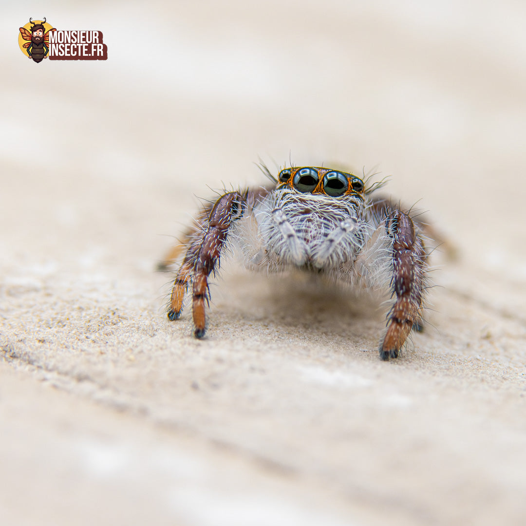 Achat araignée sauteuse 1