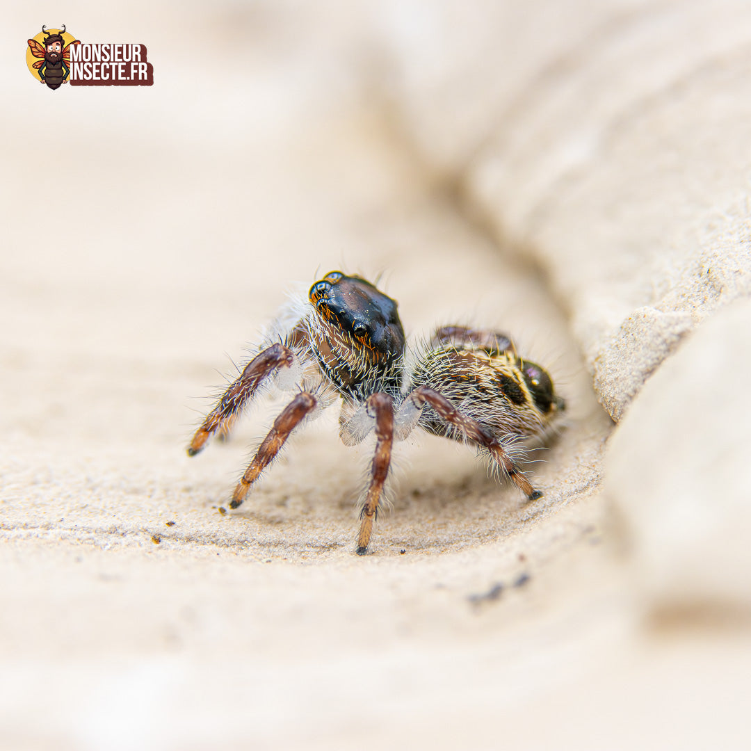 Achat araignée sauteuse 2