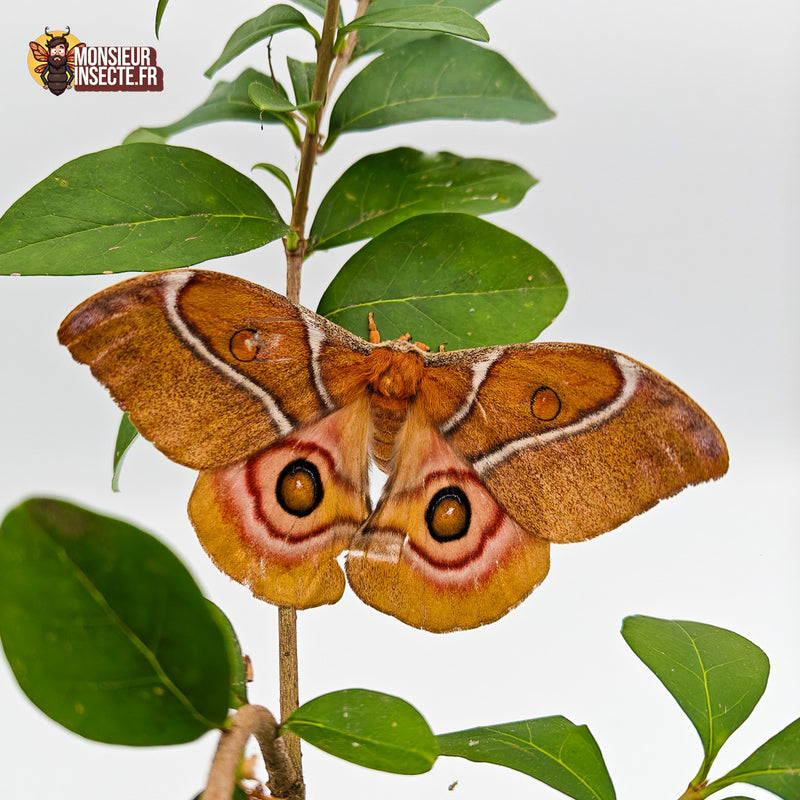 Vente De Papillons Exotiques