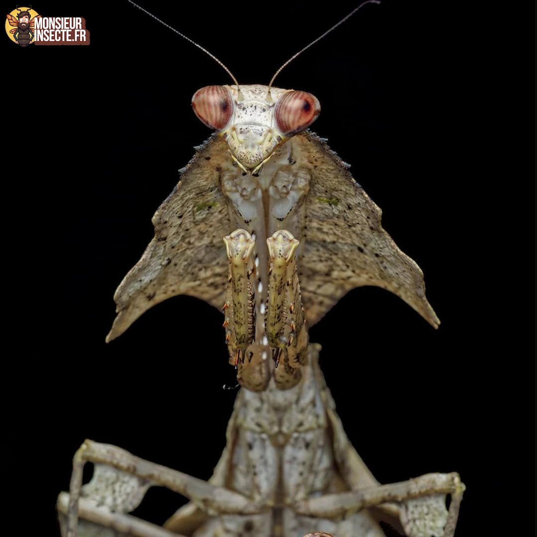 Achat deroplatys gorochovi 2