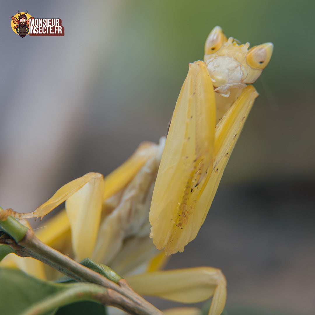 Achat_mante_religieuse_Helvia_Cardinalis_3