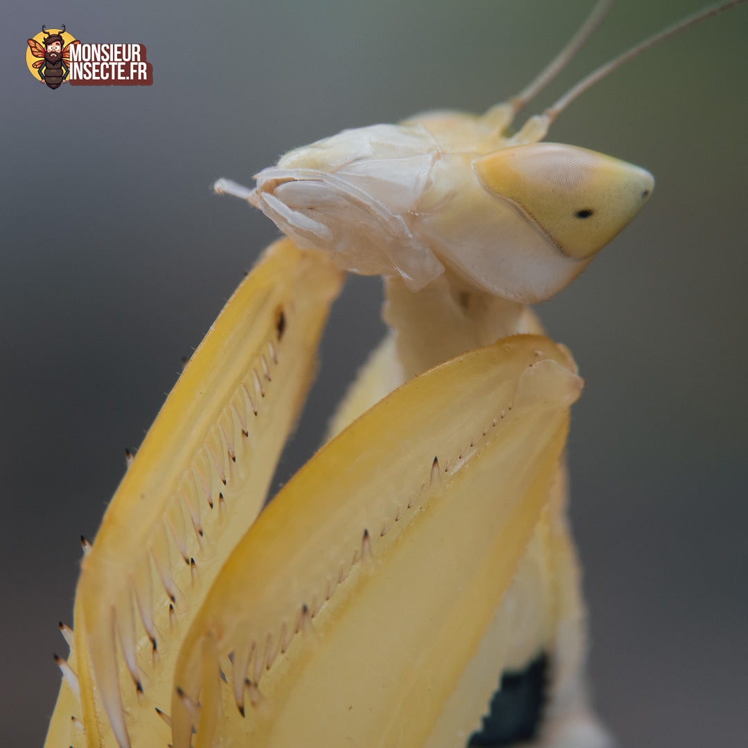 Achat_mante_religieuse_Helvia_Cardinalis_4