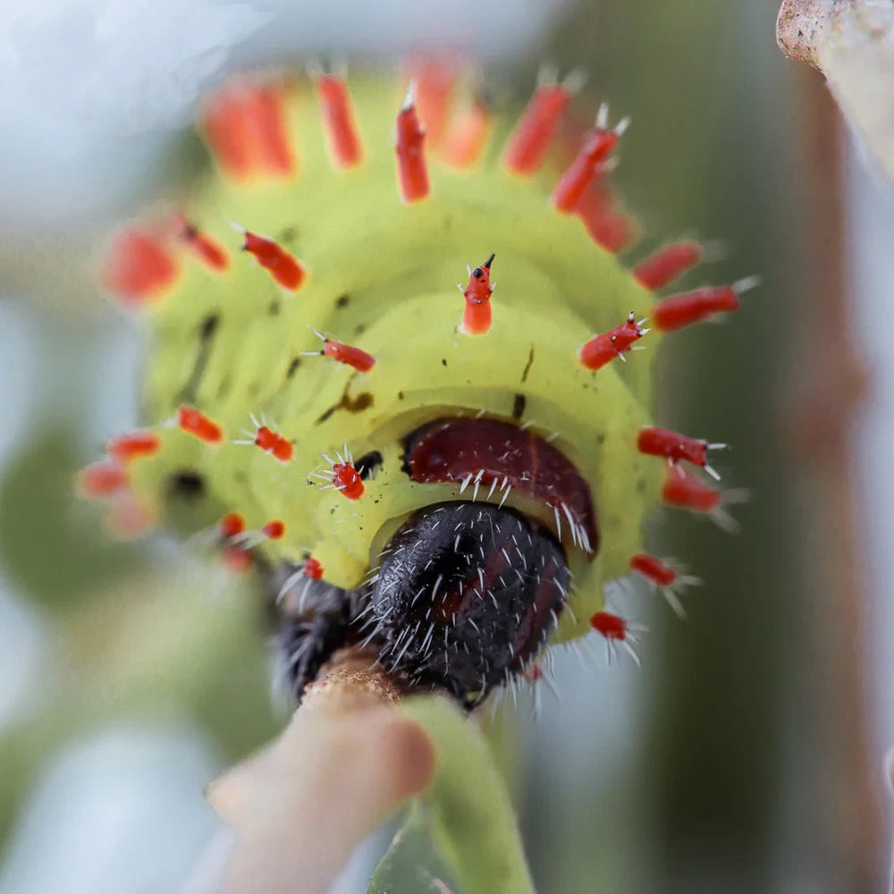 Achat_papillon_chenille