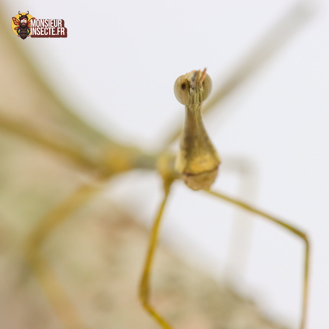 Phasme | Phasme géant - Pseudoproscopia latirostris