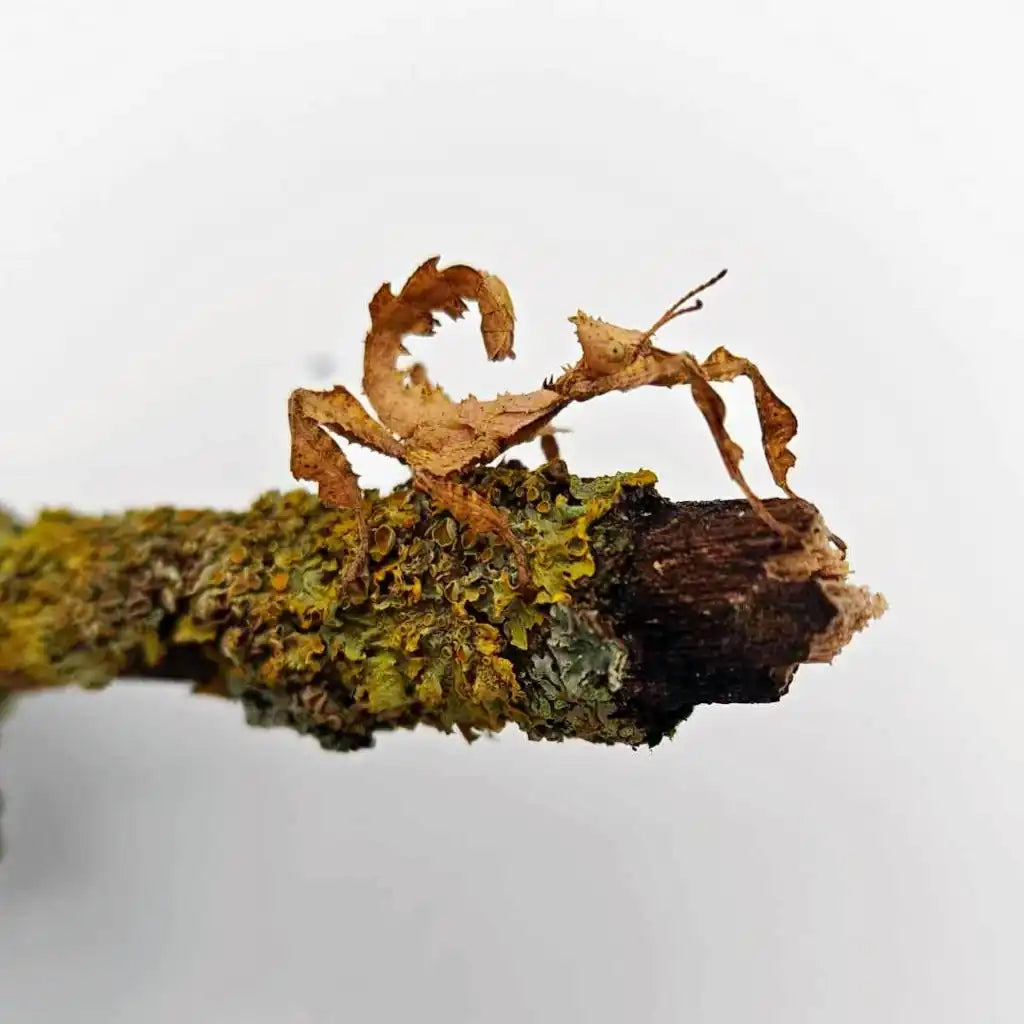 Achat_phasme_scorpion extatosoma tiaratum