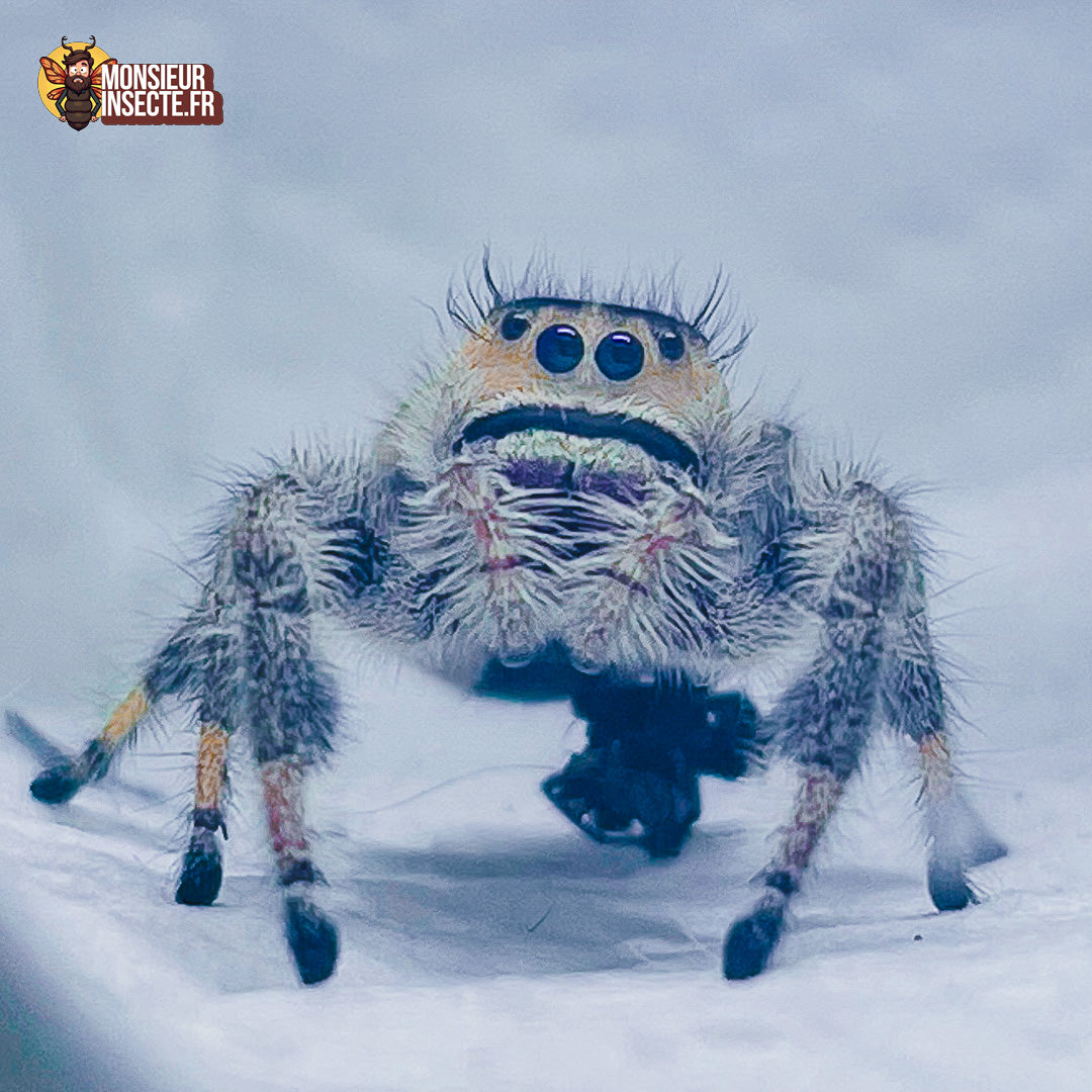 achat_phidippus_regius_bahamas_ 5