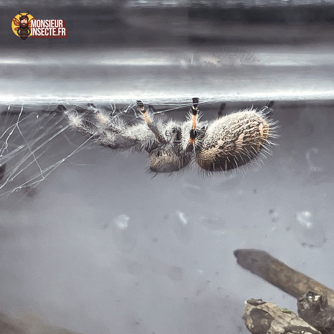 achat_phidippus_regius_bahamas_ 4