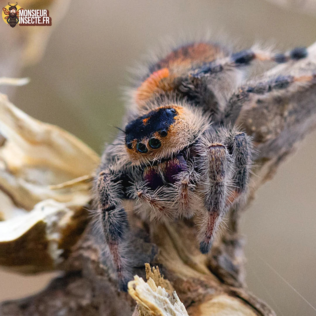 Achat_phidippus_regius_Trinidad_2