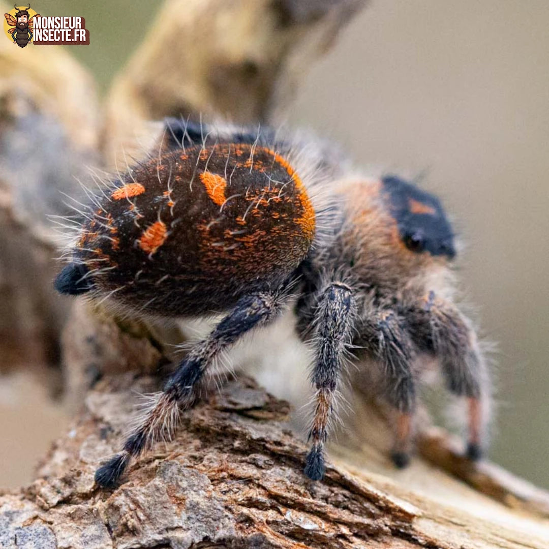 Achat_phidippus_regius_Trinidad_3