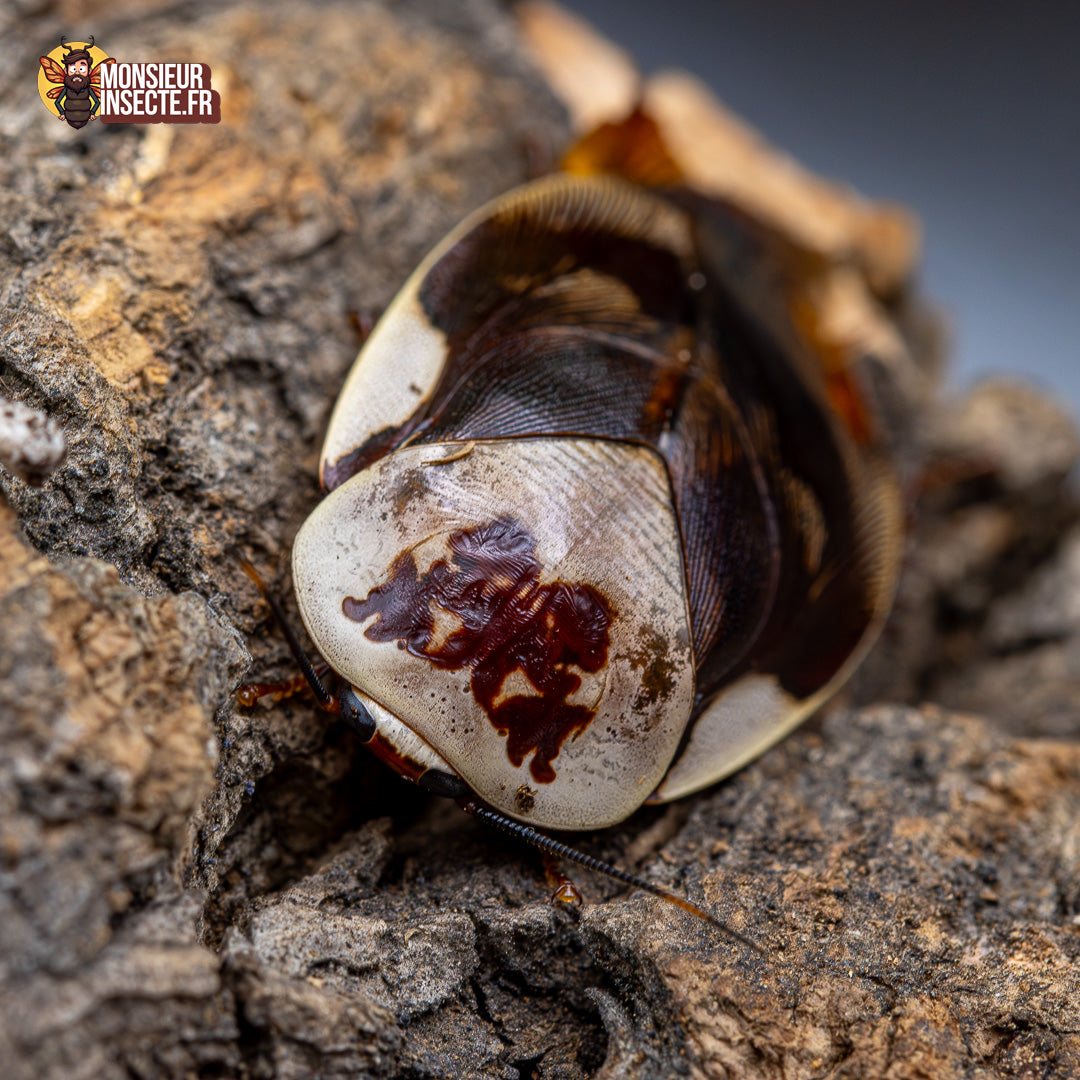 Blatte | Blatte Samurai - Gyna Centurio