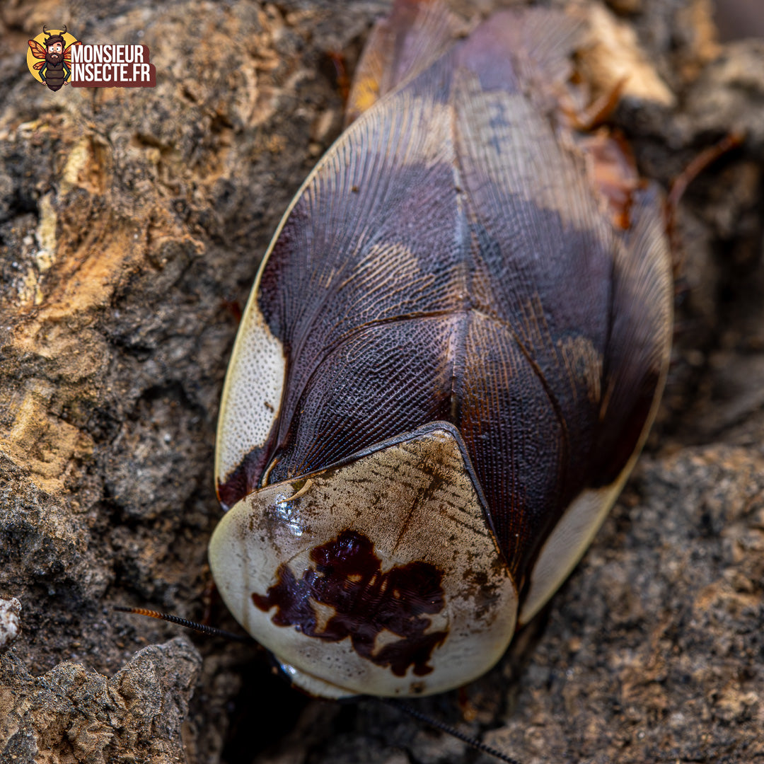 Blatte | Blatte Samurai - Gyna Centurio