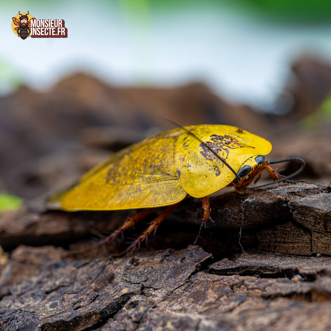 Blatte | Gyna Lurida