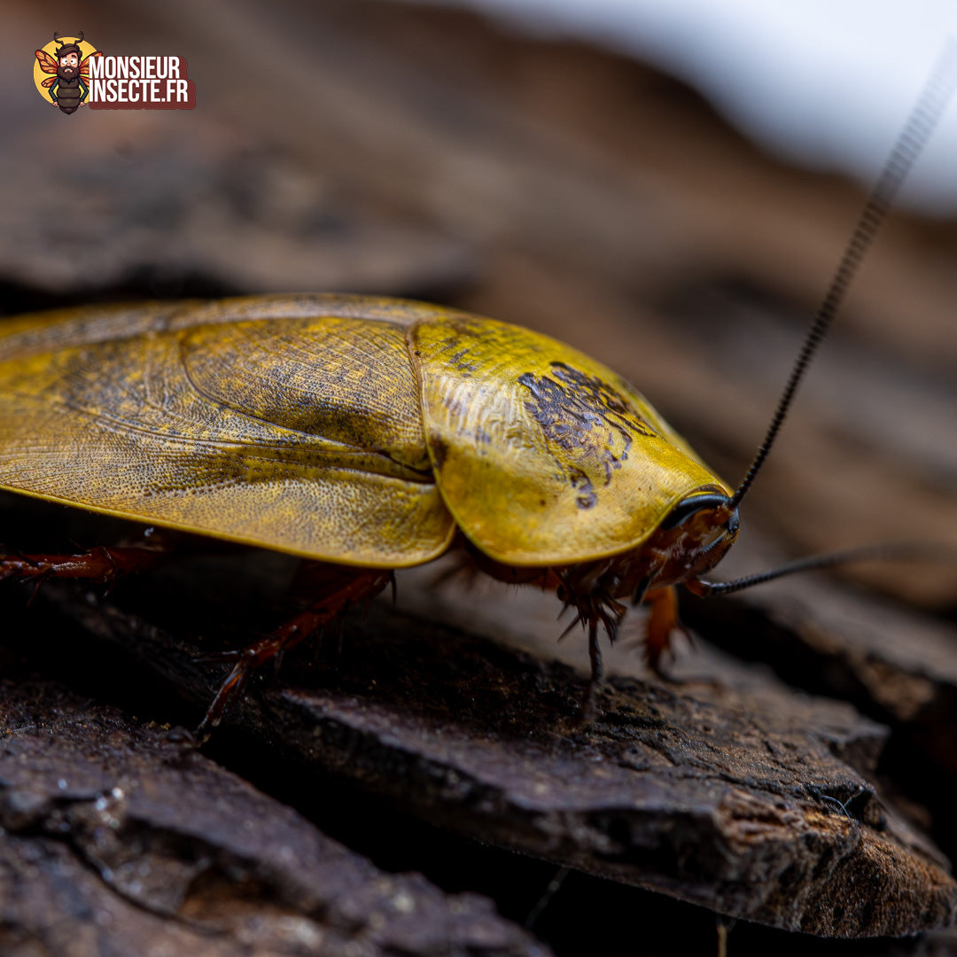 Blatte | Gyna Lurida