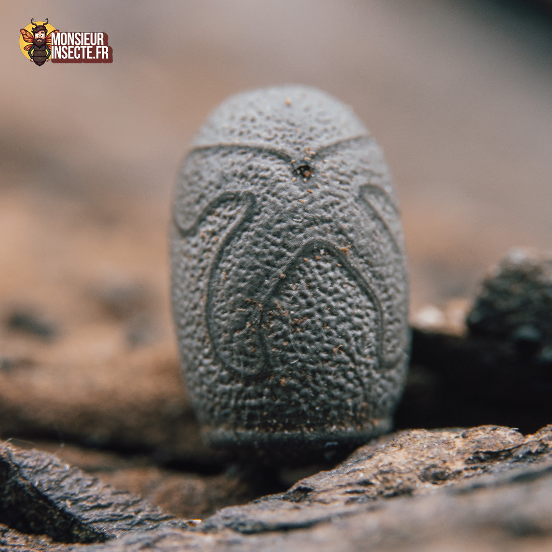 Achat-heteropteryx-dilatata 1-1