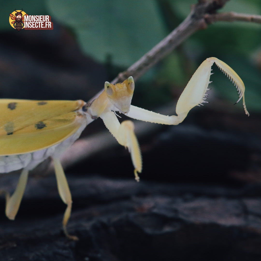 Achat_mante_religieuse_Helvia_Cardinalis_5